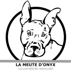 La meute d’Onyx, un éducateur canin à Sartrouville