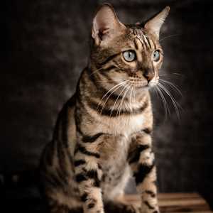 Spirit Of Bengal Wild's , un éleveur d'animaux à Le Creusot