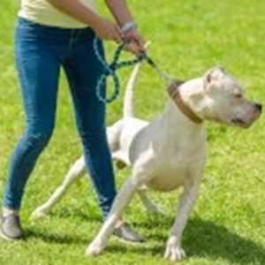Evelyne, un éducateur canin à Louhans