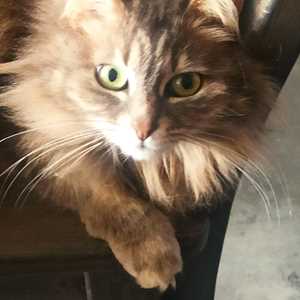 Emmanuel , un expert en animalerie à Ajaccio