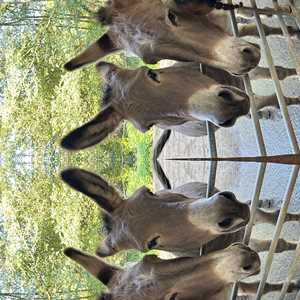 Laurie, un médiateur animalier à Dax