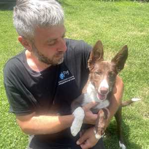 TDOG Éducateur Canin Grenoble, un formateur canin à Le Puy en Velay