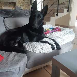 Angélique , un éducateur canin à Landerneau