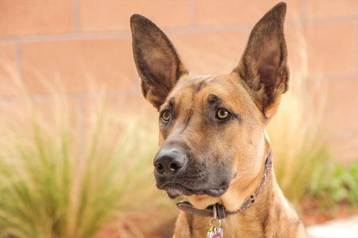 Quels sont les besoins d'un Malinois ?