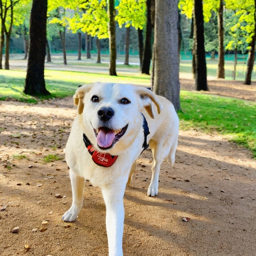 Inooko : la boutique en ligne incontournable pour gâter votre chien avec style et bien-être