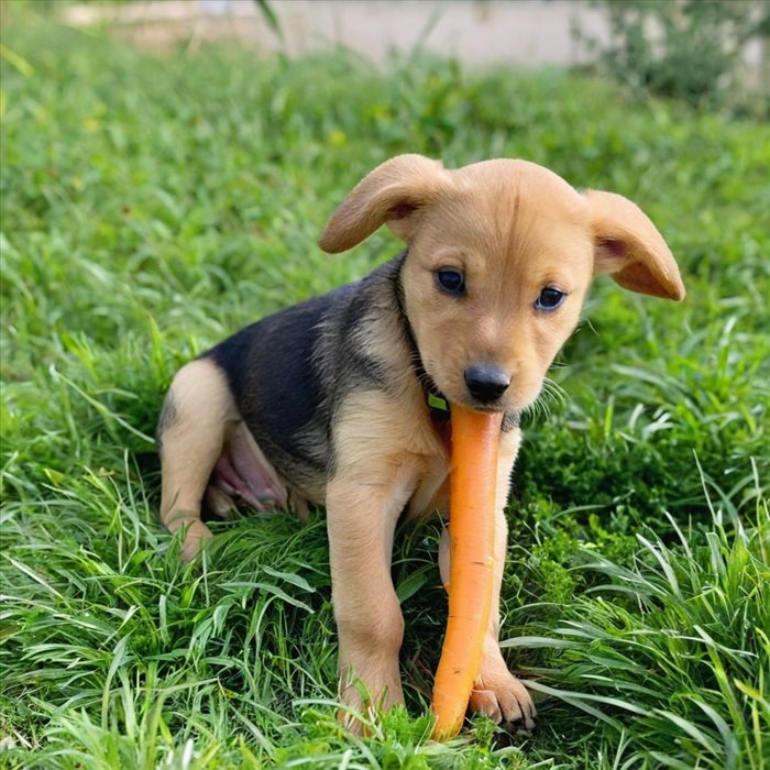 Friandises Naturelles Idéales pour Chiots Heureux