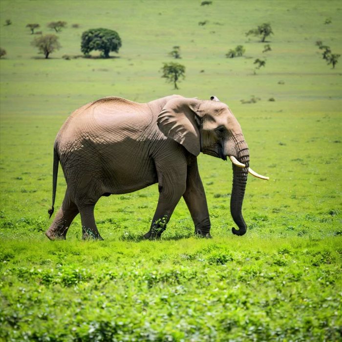 Éléphants et Souris : Démystification des Craintes.