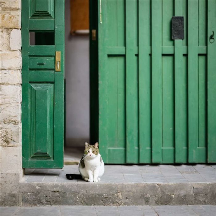 Pourquoi les chats craignent-ils les concombres ?