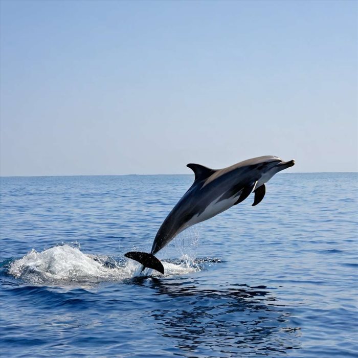 Dauphins et Bateaux : Comprendre leur Éloignement