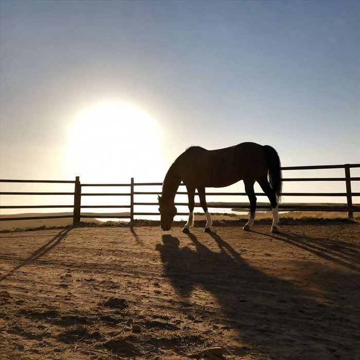 Peur des Ombres chez les Chevaux