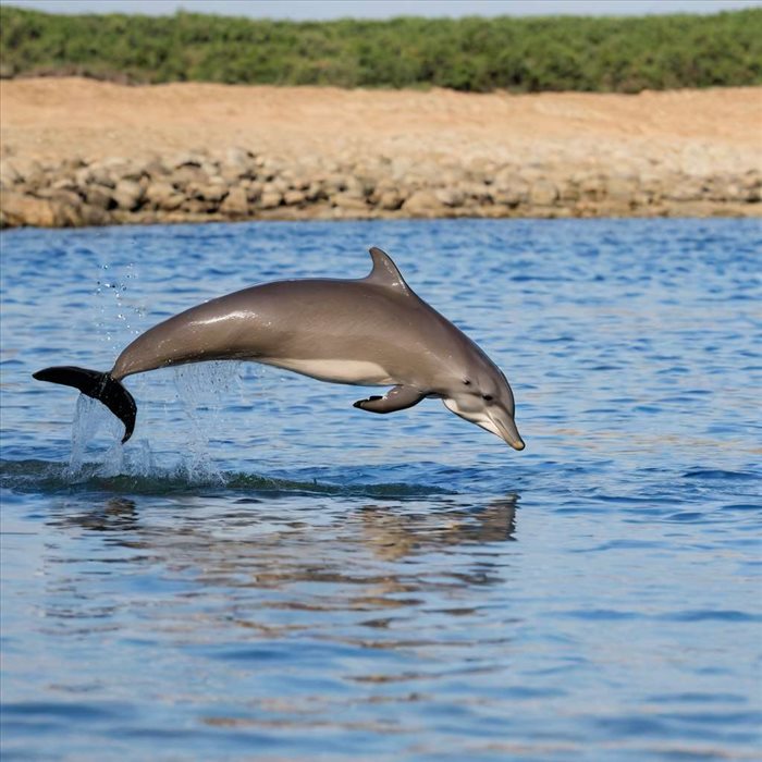 Découvrez Comment Émettre le Bruit du Dauphin