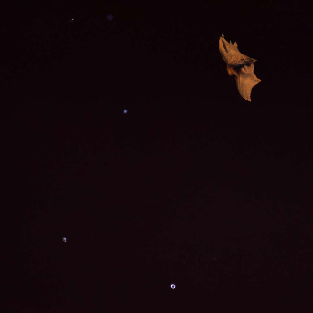 Que Consomment les Chauves-souris ? Insectes, Fruits ou Nectar