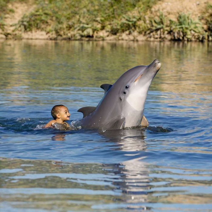 Dauphins et Marsouins : Comment les Différencier ?