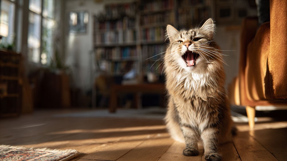 Pourquoi les chats miaulent-ils ?
