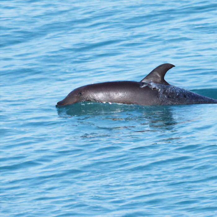 Comment le Dauphin Se Repose