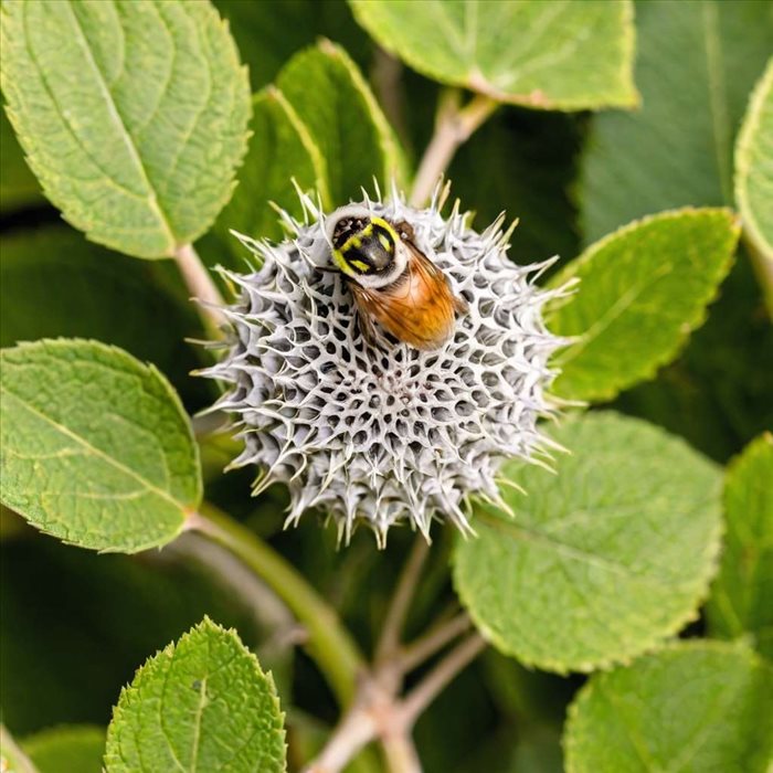 Frelon asiatique : quel piège choisir selon les recommandations officielles ?