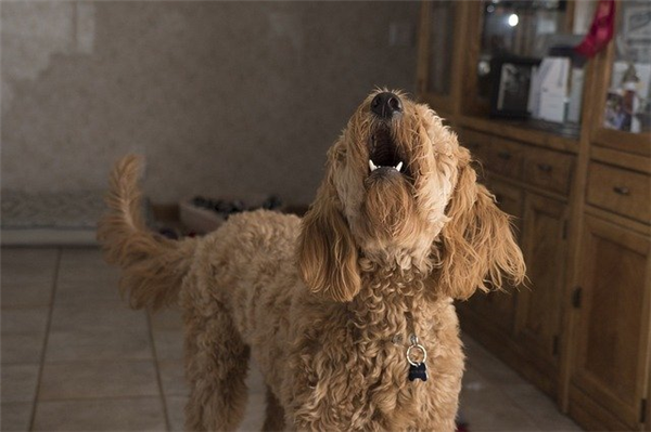 Garde chiens à domicile : définition, avantages et prix 