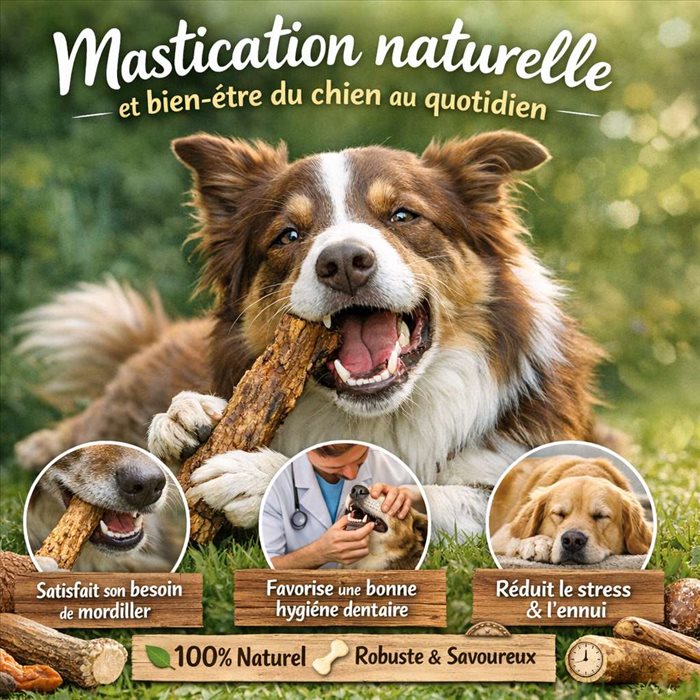 Mastication naturelle et bien-être du chien au quotidien