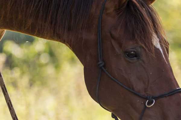 Trouver un centre equestre à Le Vigan
