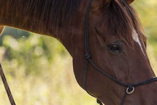 Trouver un centre equestre à Pont-du-Château