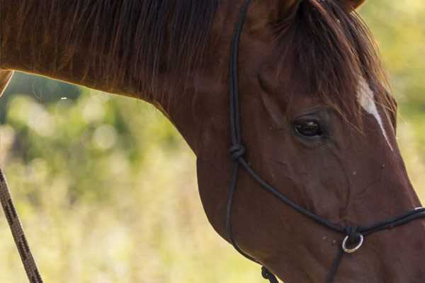 Annuaire des éducateurs canins dans la Loire-Atlantique