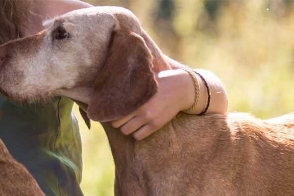 Quel prix pour un refuge animalier dans le 74? 